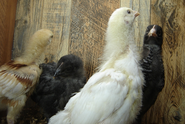 4 Pullet Chicks Week 3 - Steel Blue, Gold Comet, Amber White & Barred Rock